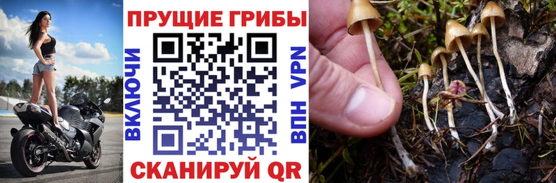 Псилоцибиновые грибы ЛСД  Западная Двина 
